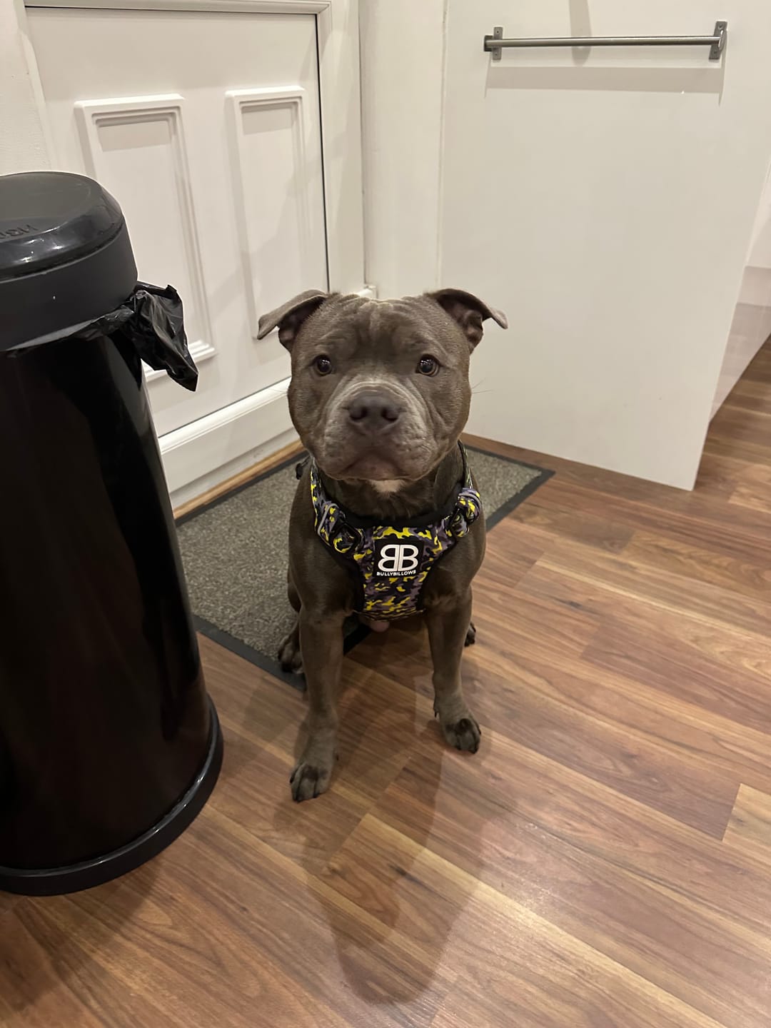 Customer photo review of Comfort Premium Harness | Non Restrictive - Lightning
