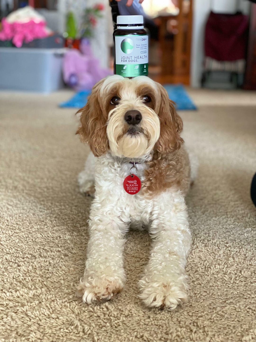 Customer photo review of Green Lipped Mussel capsules for Dogs - Hip & Joint Health