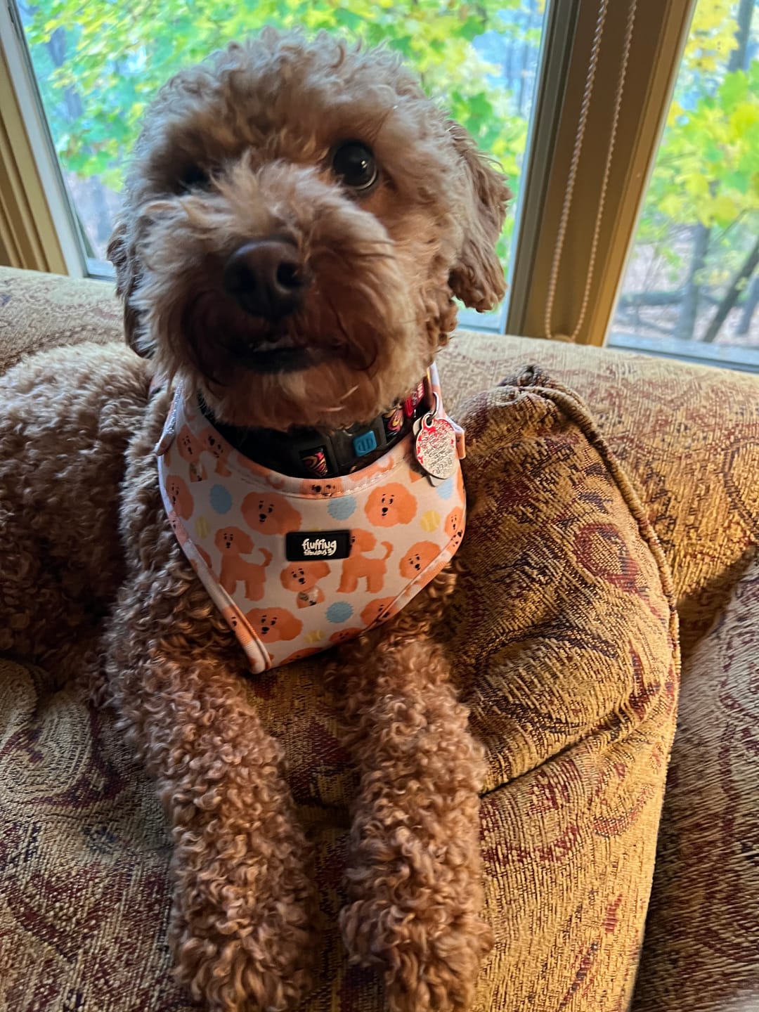Customer photo review of Adjustable Dog Harness - Curly Club Collection