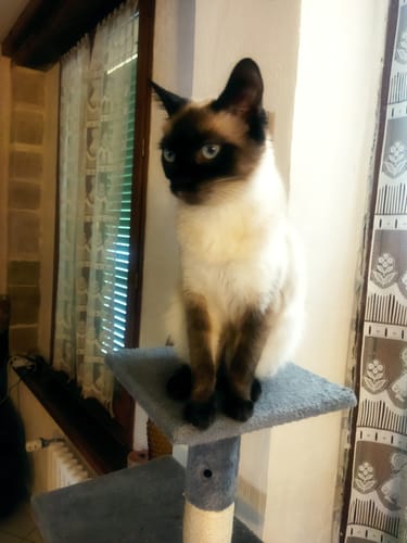 Customer photo review of Croquettes riches en poissons blancs frais (chat stérilisé)