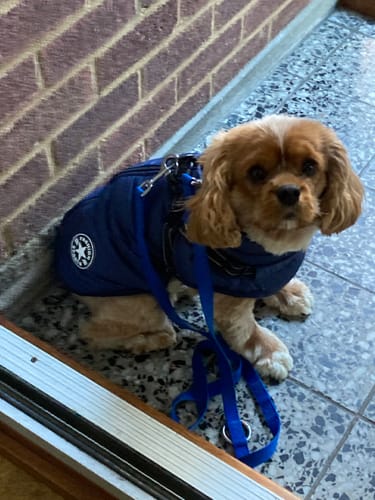 Customer photo review of Wintro - Quilted Waterproof Dog Coat with Harness Built In