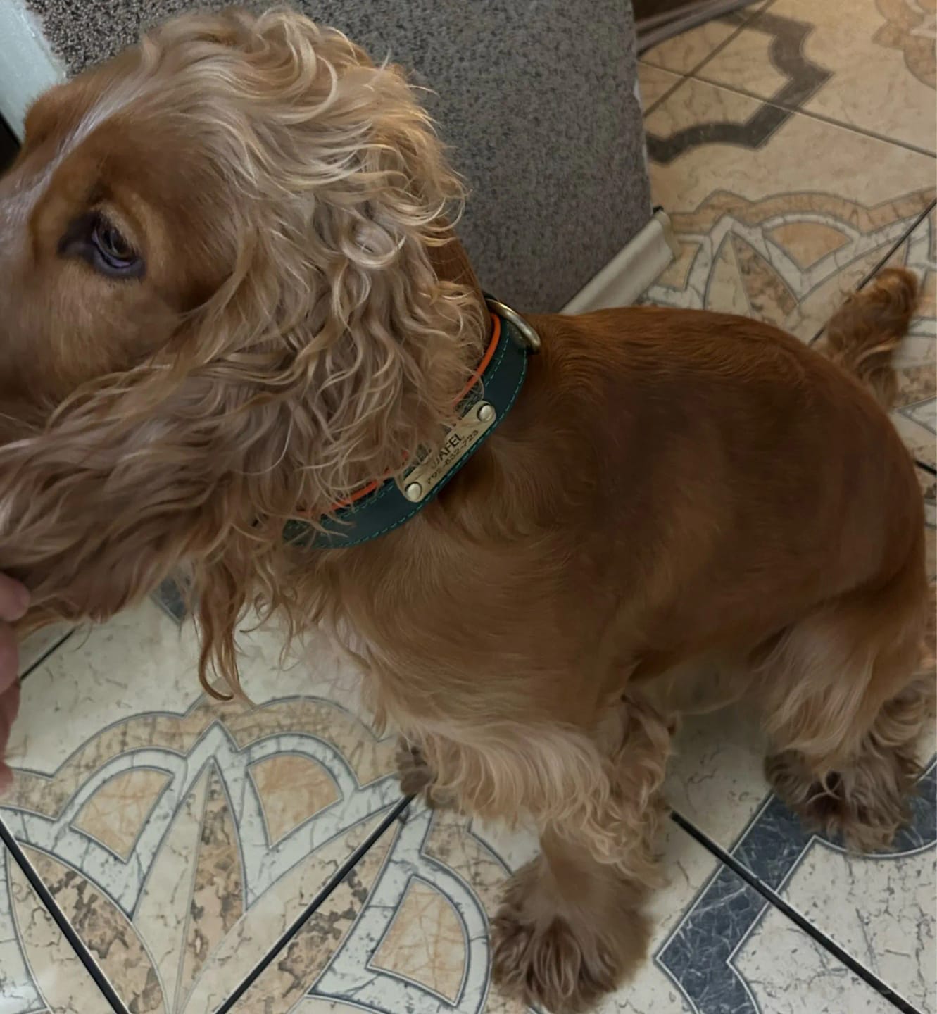 Customer photo review of Customized Leather ID Nameplate Dog Collar Soft Padded Dogs Collars Free Engraving Name for Small Medium Large Dogs Adjustable