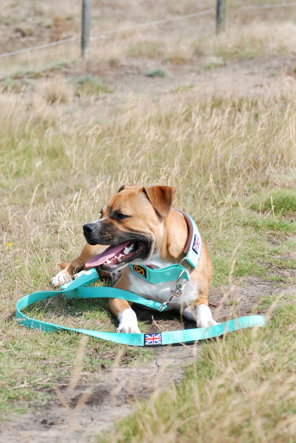 Customer photo review of Staffordshire Bull Terrier 1935® Nylon Leash - Mint Chocolate - Normal