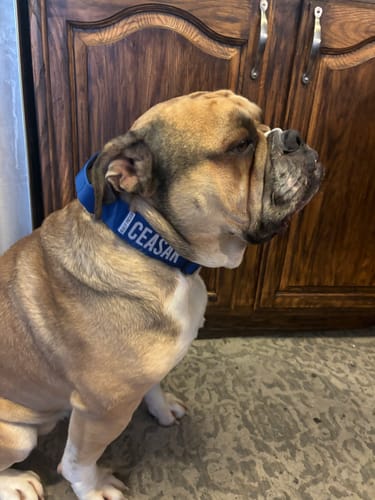 Customer photo review of Blue Bully Proof Collar