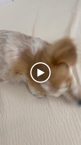 Customer video review of Memphis Collar