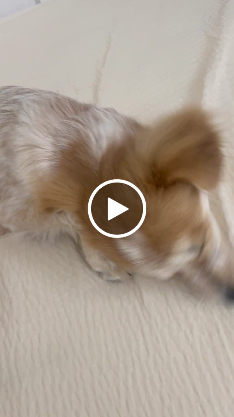 Customer video review of Memphis Collar