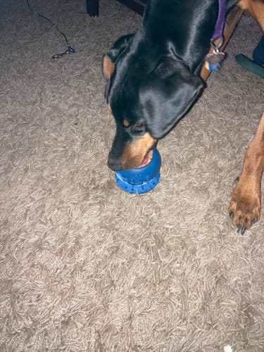 Customer photo review of Freezball - Durable Fillable Dog Chew Bone