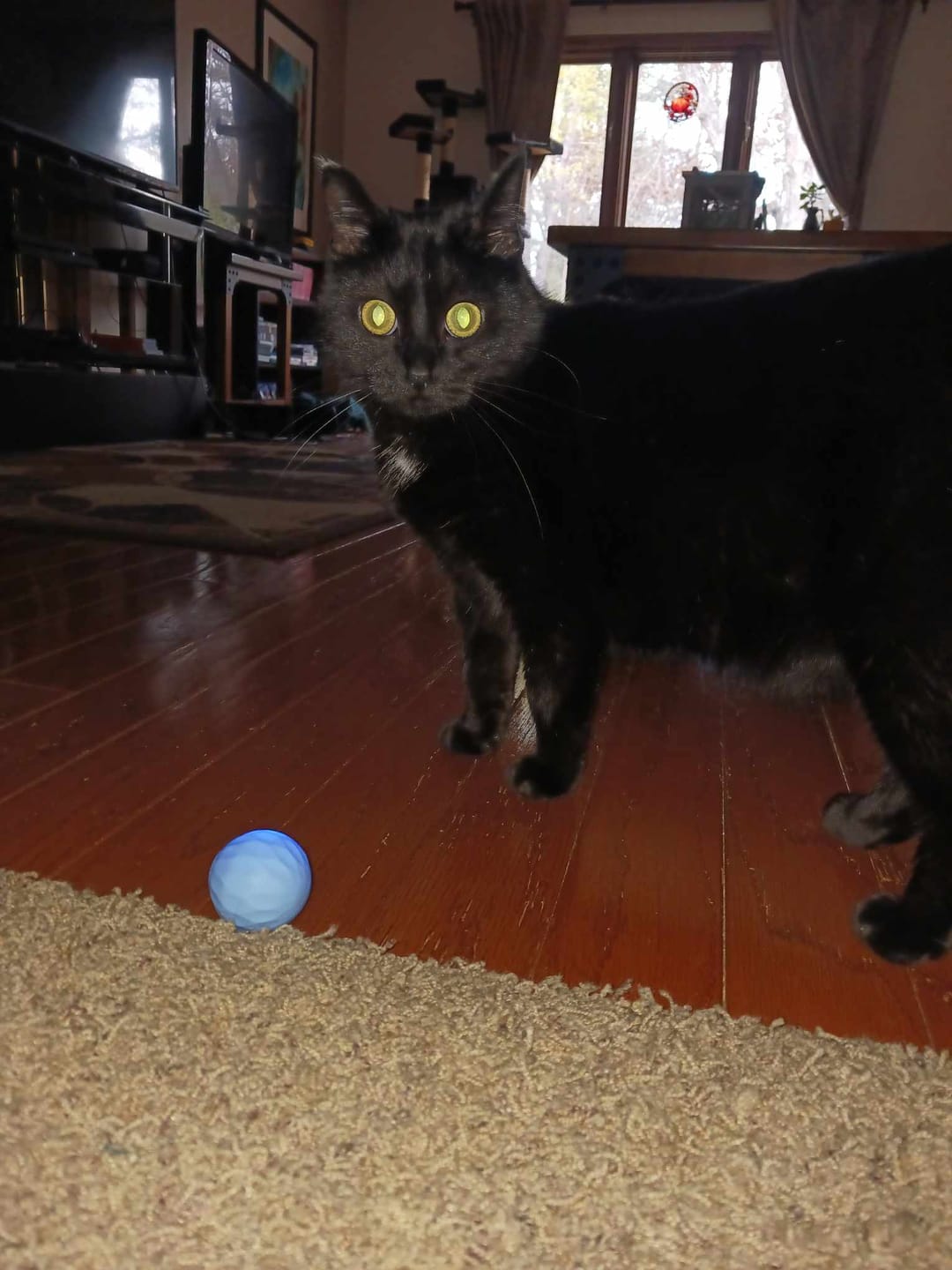 Customer photo review of POWER BALL 2.0