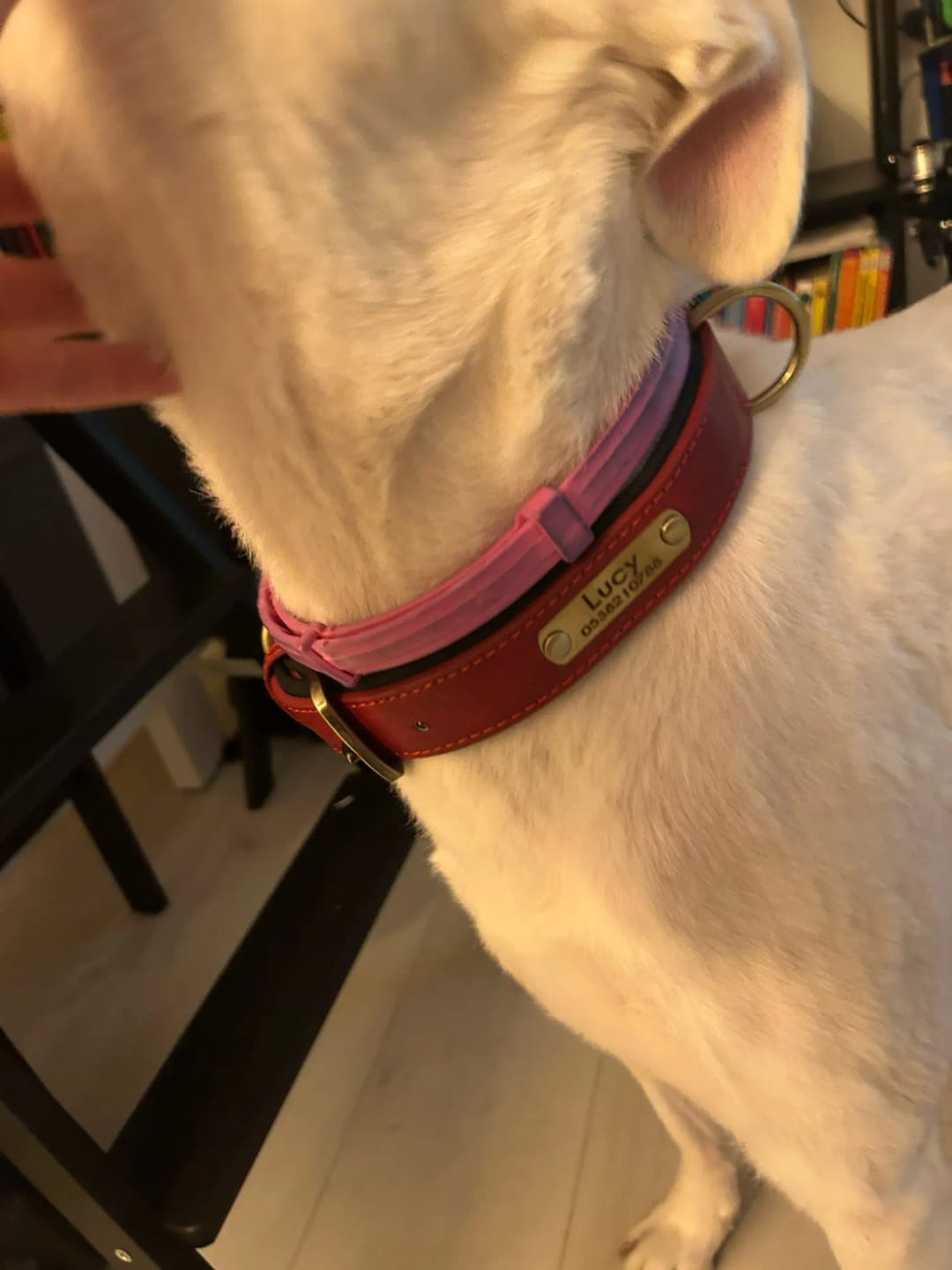 Customer photo review of Customized Leather ID Nameplate Dog Collar Soft Padded Dogs Collars Free Engraving Name for Small Medium Large Dogs Adjustable