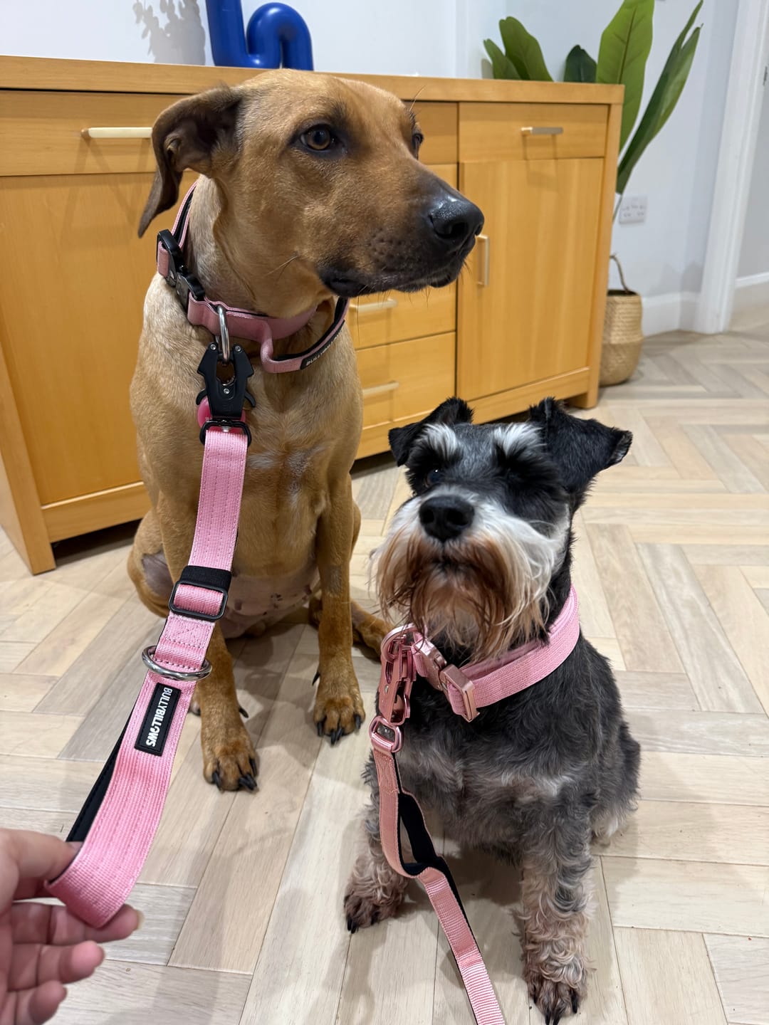 Customer photo review of 2.5cm Combat® Collar | With Handle & Rated Clip - Pink