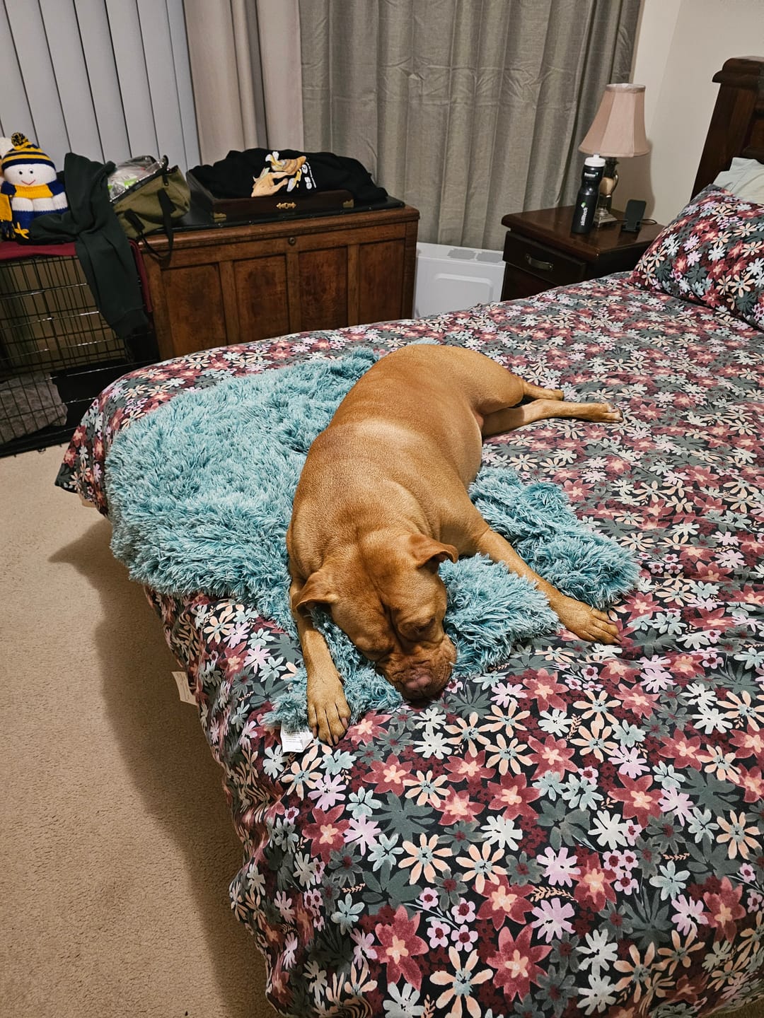 Customer photo review of PaWz Pet Calming Blanket