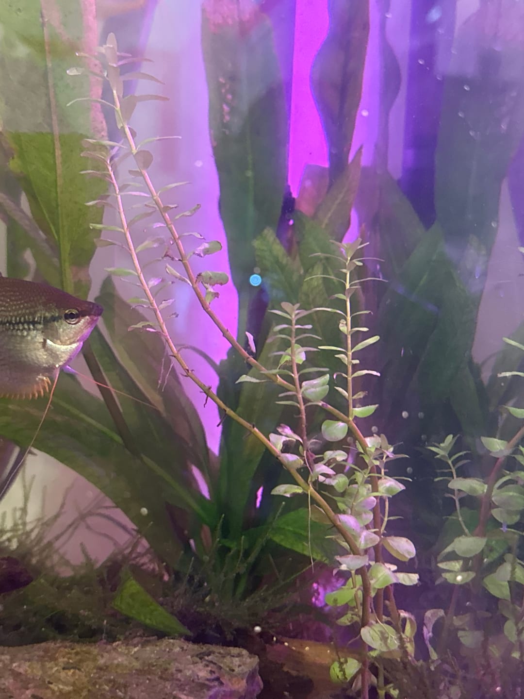 Customer photo review of Rotala Rotundifolia