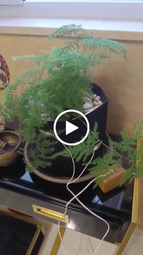 Customer video review of PlantWave