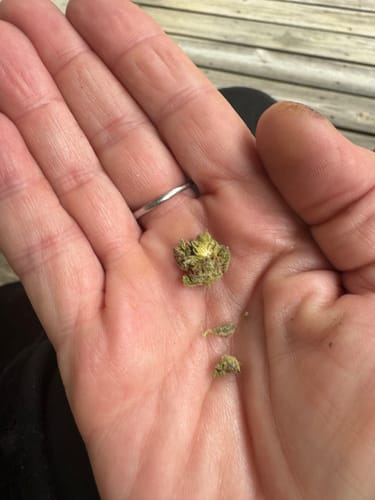 Customer photo review of 3.5g THC-A COOKIES STICKY BUNS FLOWER HYBRID