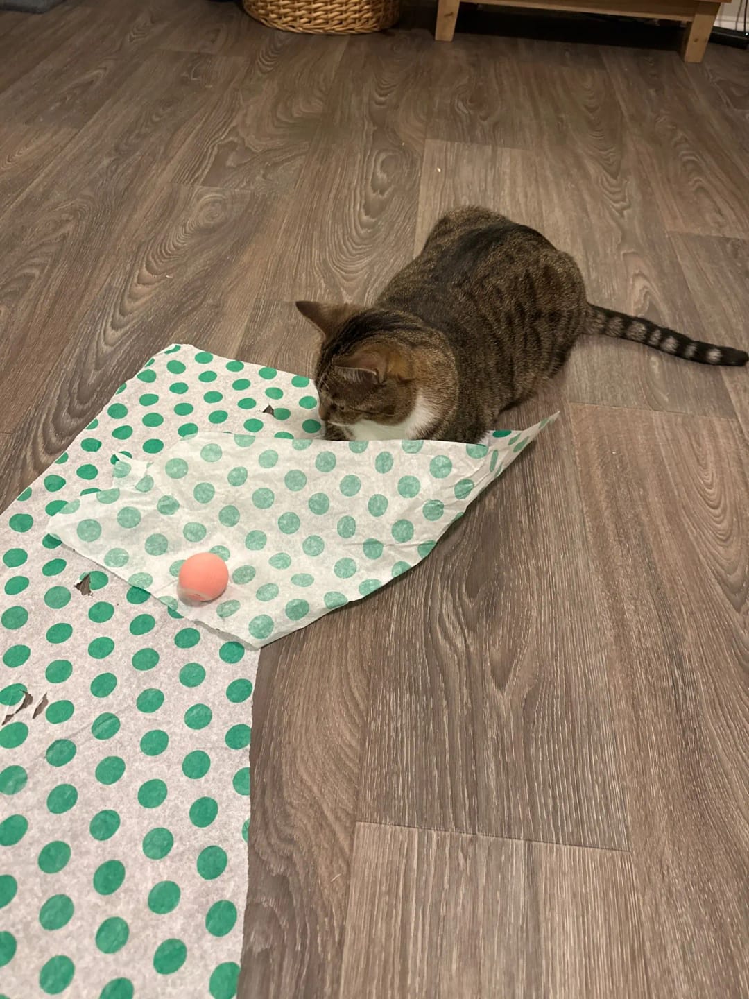Customer photo review of Cat Interactive Electronic Automatic Rolling Magic Ball Toy: Self-moving Kitten Electric Ball for Cat Training