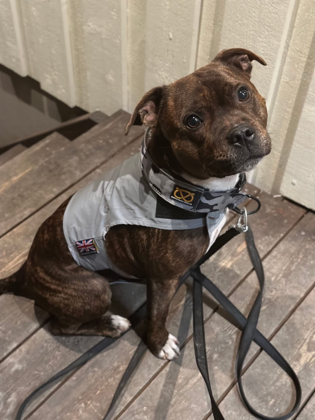 Customer photo review of Staffordshire Bull Terrier 1935® Reflective Vest - Reversible - Silver & Neon Green