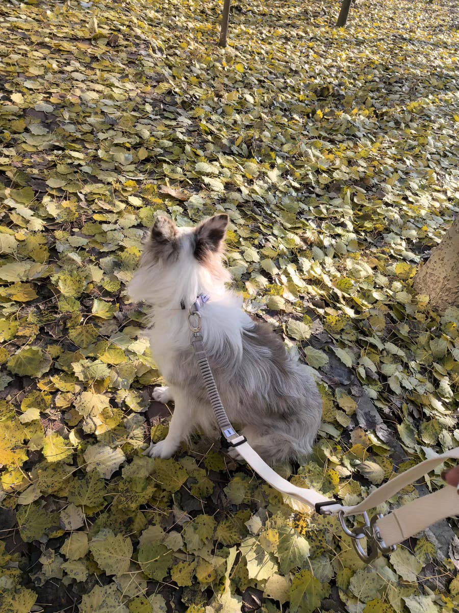 Customer photo review of Valora Anti-Pull Semi-P Martingale Dog Collar with Position-Limit Choke Prevention