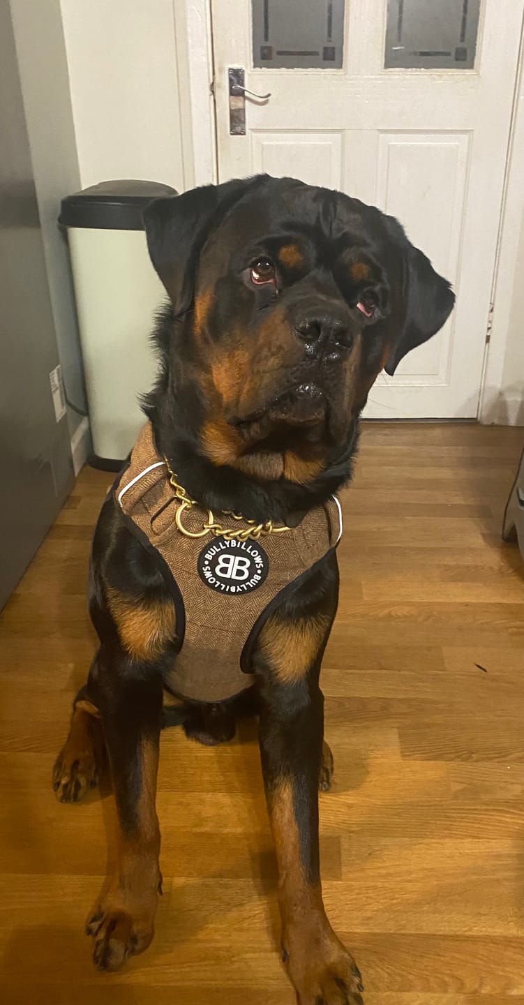 Customer photo review of Premium Comfort Herringbone Harness | Non Restrictive - Classic Tan
