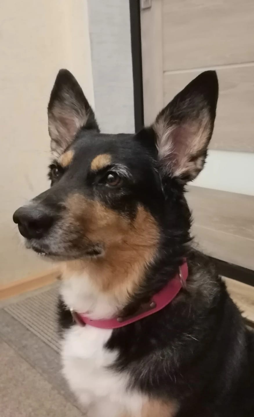 Customer photo review of Customized Leather ID Nameplate Dog Collar Soft Padded Dogs Collars Free Engraving Name for Small Medium Large Dogs Adjustable