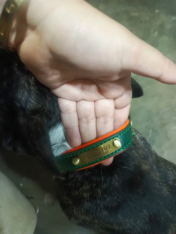 Customer photo review of Customized Leather ID Nameplate Dog Collar Soft Padded Dogs Collars Free Engraving Name for Small Medium Large Dogs Adjustable