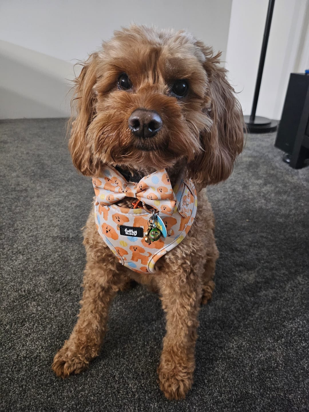 Customer photo review of Adjustable Dog Harness - Curly Club Collection