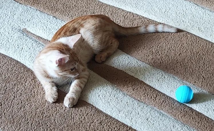 Customer photo review of Cat Interactive Electronic Automatic Rolling Magic Ball Toy: Self-moving Kitten Electric Ball for Cat Training