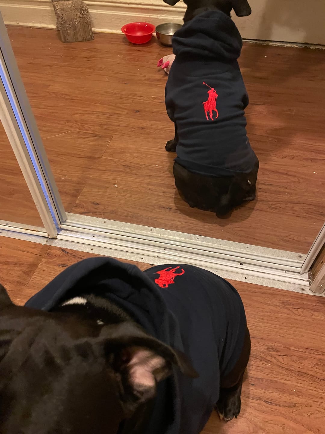 Customer photo review of Polo Ralph Lauren Big-Pony Fleece Dog Hoodie