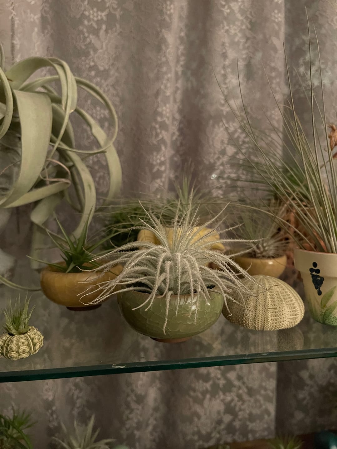Customer photo review of Tectorum Ecuador  (AKA Snowball)