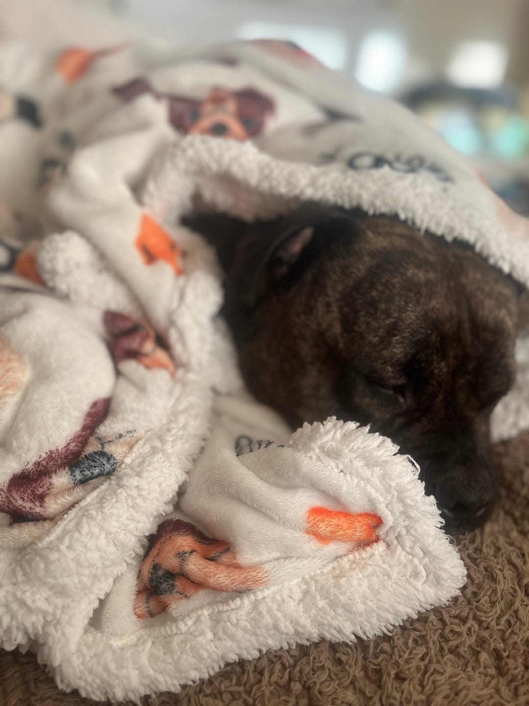 Customer photo review of Luxury Dog & Human Blanket