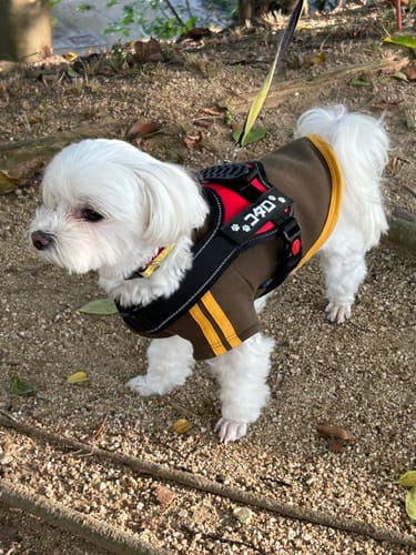 Customer photo review of 【プレミアム版】FunFunPet 高機能ハーネス （お名前タグ作成サービス付き）