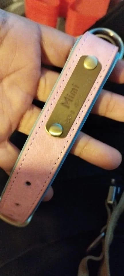 Customer photo review of Customized Leather ID Nameplate Dog Collar Soft Padded Dogs Collars Free Engraving Name for Small Medium Large Dogs Adjustable