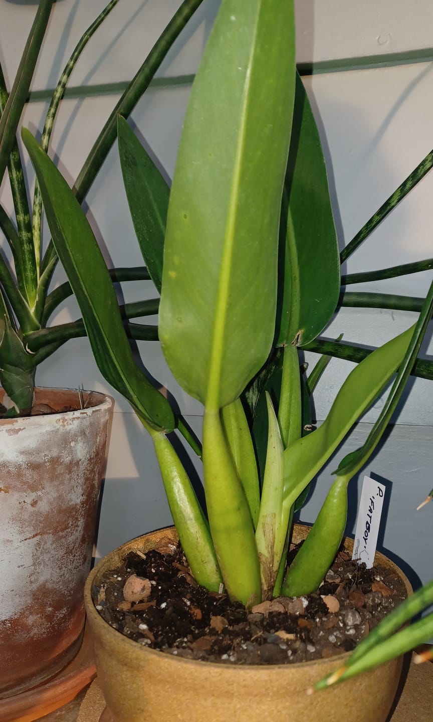 Customer photo review of Philodendron martianum 'Fat Boy'