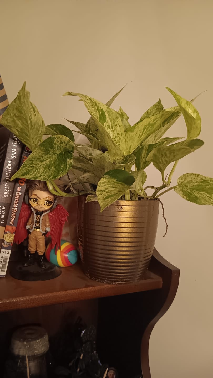 Customer photo review of Pothos Epipremnum aureum 'Marble Queen'