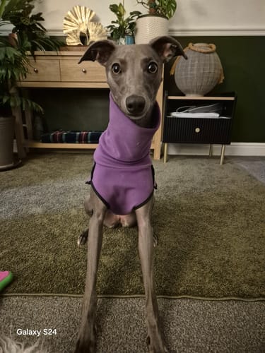 Customer photo review of Fleece Sighthound Base-Layer Coat with Underbelly and Snood