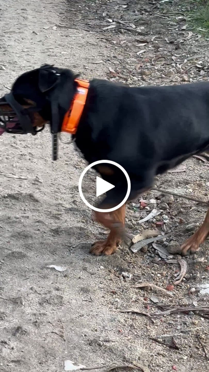 Customer video review of 5cm Combat® Collar | With Handle & Rated Clip - Orange v2.0