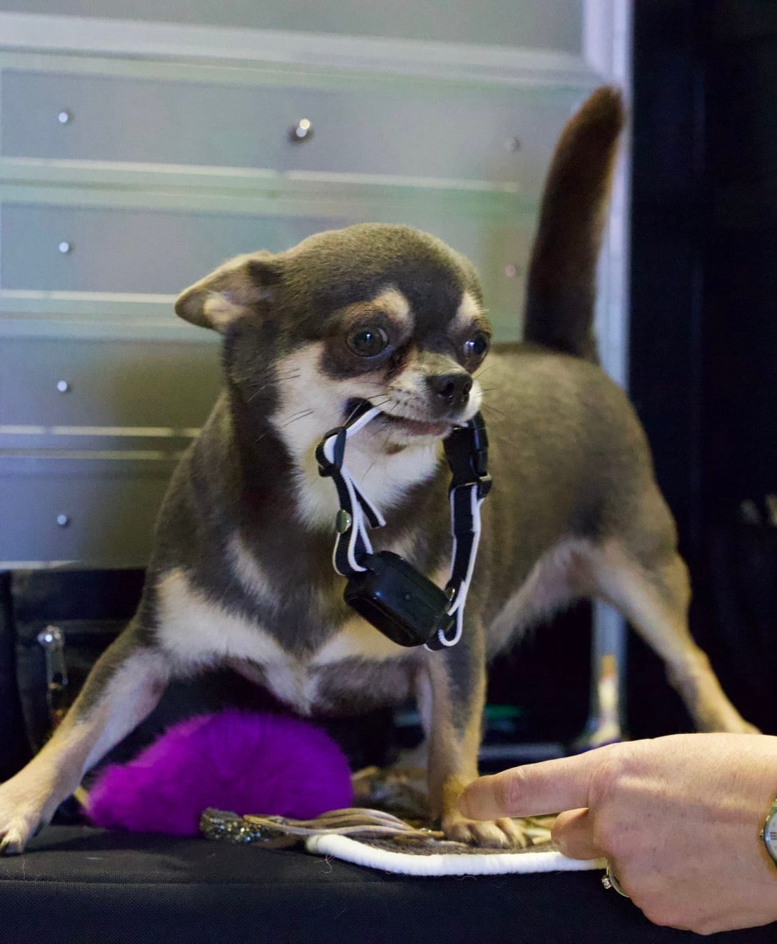 Customer photo review of No Shock, Stop Barking Bundle