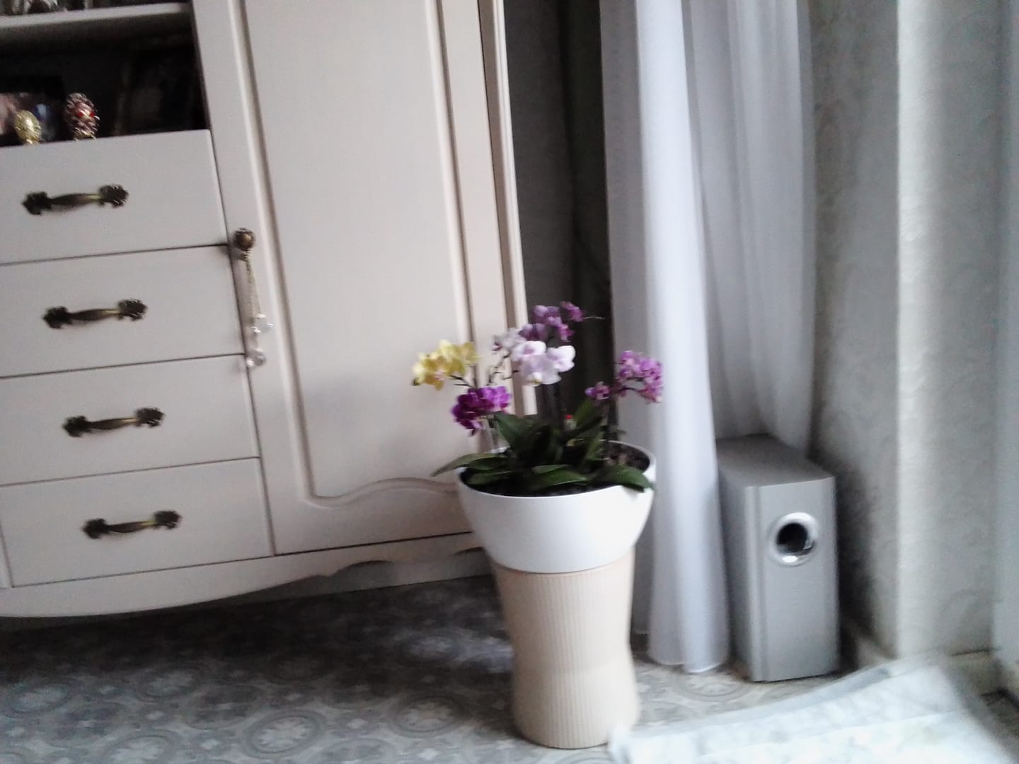 Customer photo review of Table Dance Farbmix im 6er Set mit 1 Rispe