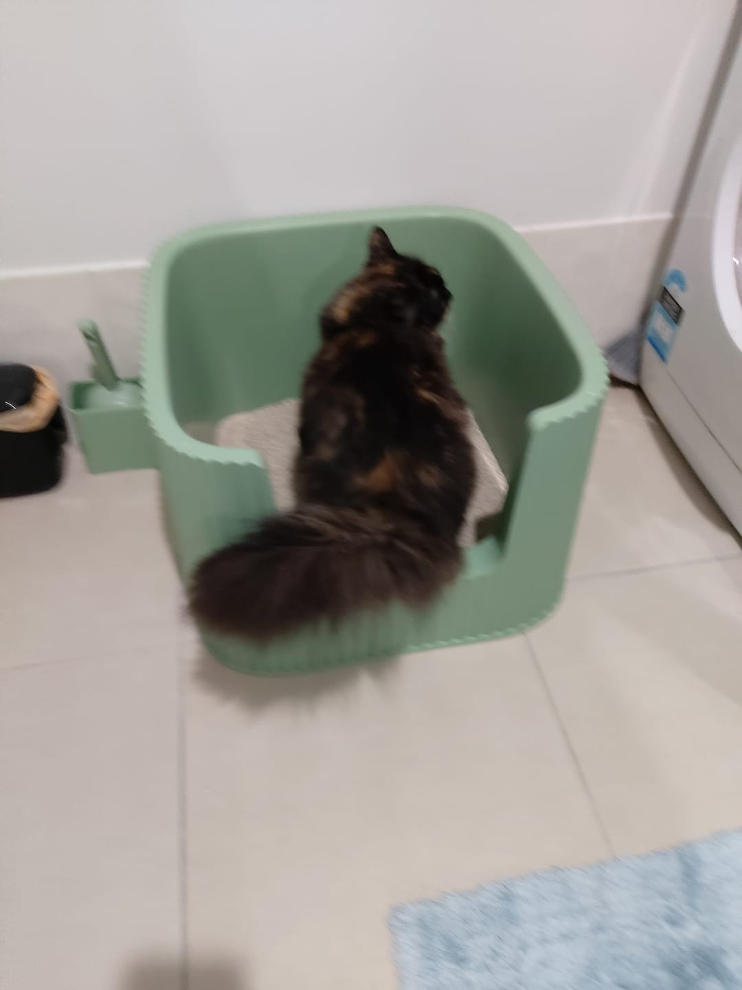 Customer photo review of Michu XXL BoBa Deluxe Cat Litter Box - Spacious Design