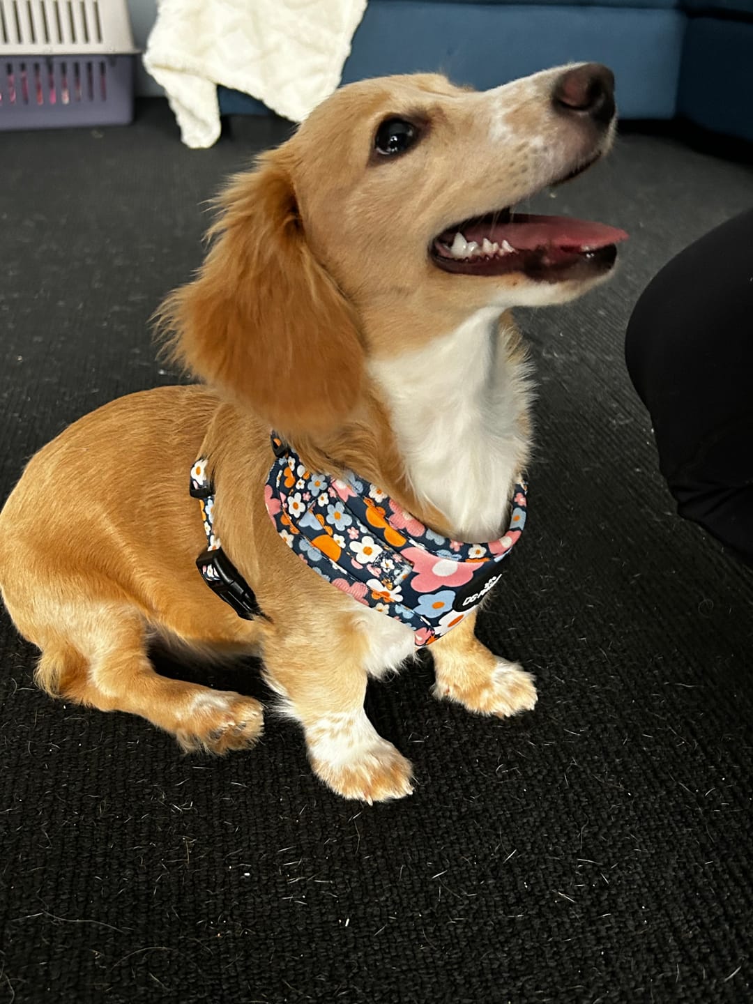 Customer photo review of Blue Spring Floral Adjustable Harness