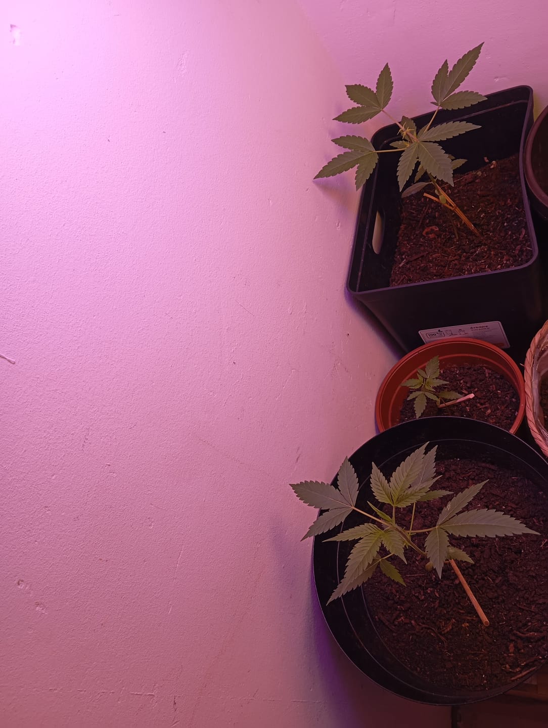 Customer photo review of Doja OG Kush Cali Weed Cannabissamen - Feminisierte Autoflower / Automatic Indica - Cali Weed