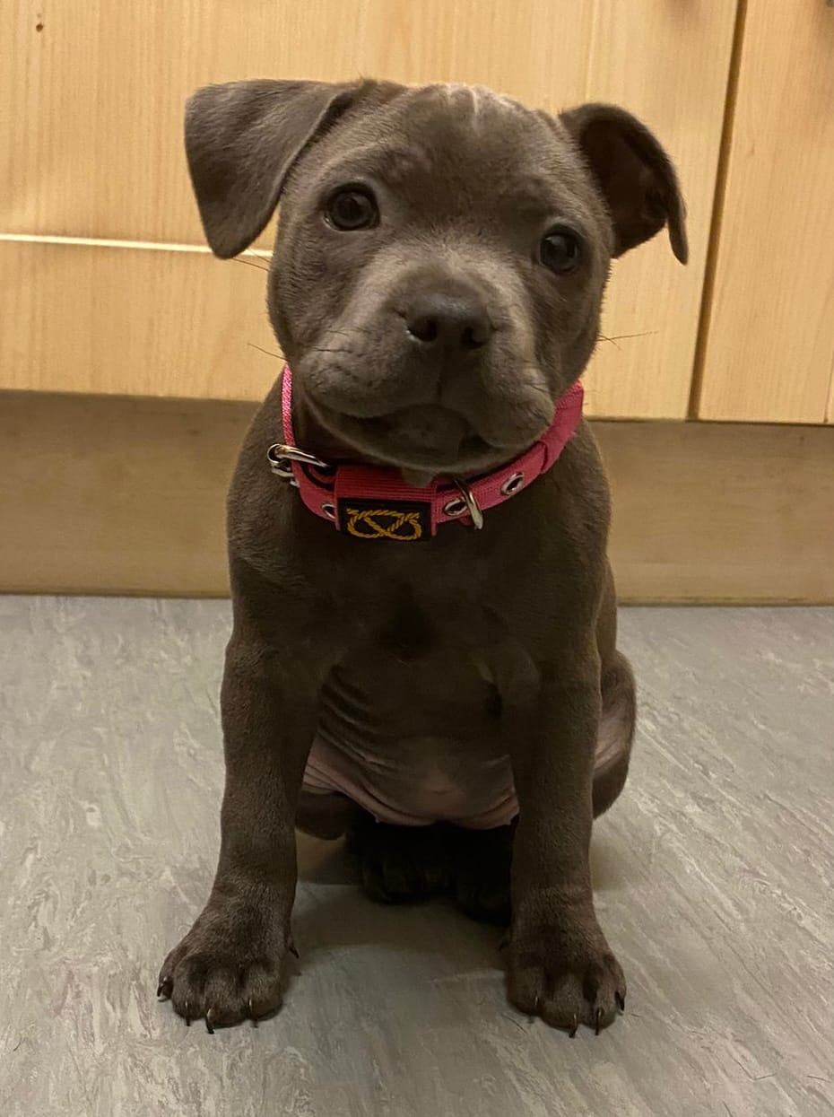 Customer photo review of Staffordshire Bull Terrier 1935® Puppy Collar & Leash Set - Fuchsia