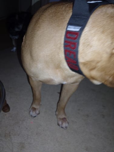 Customer photo review of Black Bully Proof Collar