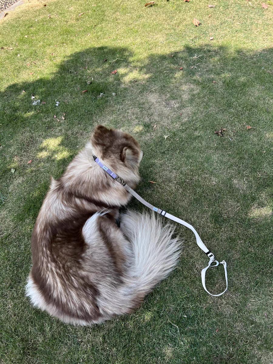Customer photo review of Valora Anti-Pull Semi-P Martingale Dog Collar with Position-Limit Choke Prevention