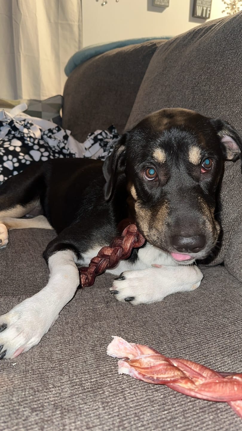 Customer photo review of 12 Inch Monster Braided Bully Stick