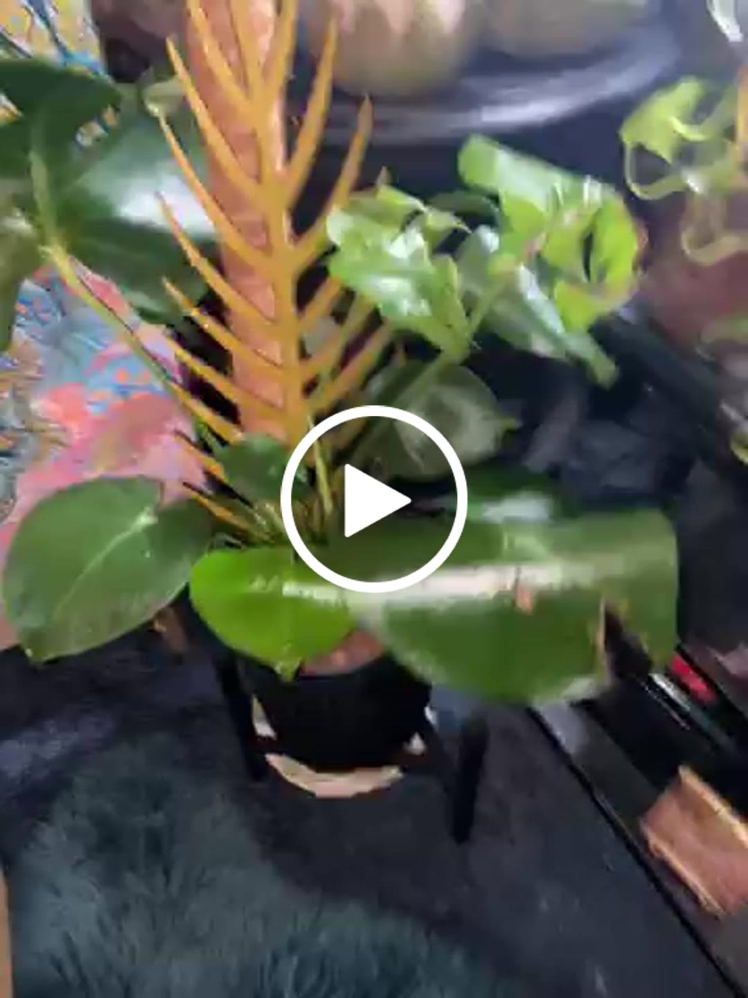 Customer video review of BARE™ Palmella™ - Customizable wooden plant support - Inspired by the Palm leaf