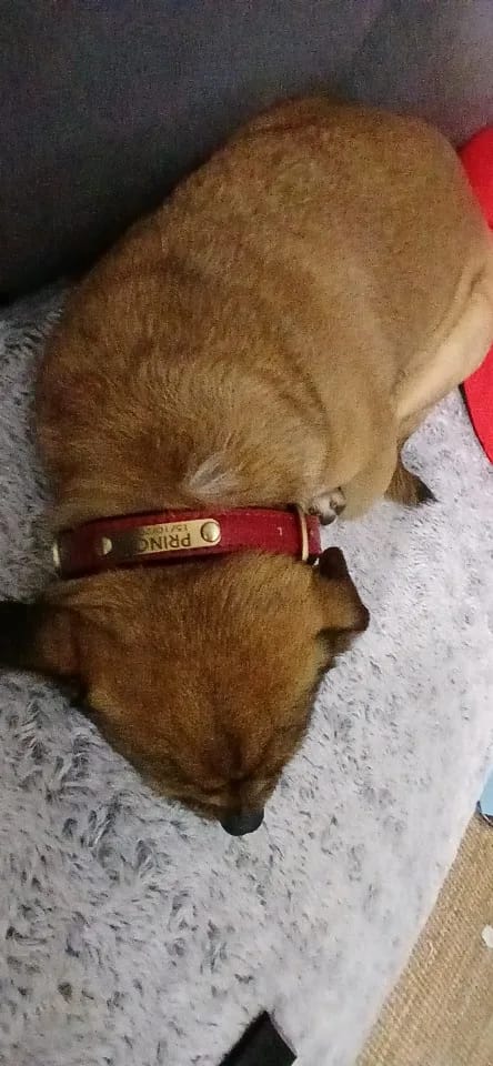 Customer photo review of Customized Leather ID Nameplate Dog Collar Soft Padded Dogs Collars Free Engraving Name for Small Medium Large Dogs Adjustable