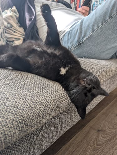 Avis photo d'un client sur Croquettes Chat Stérilisé Sans Céréales - Poulet