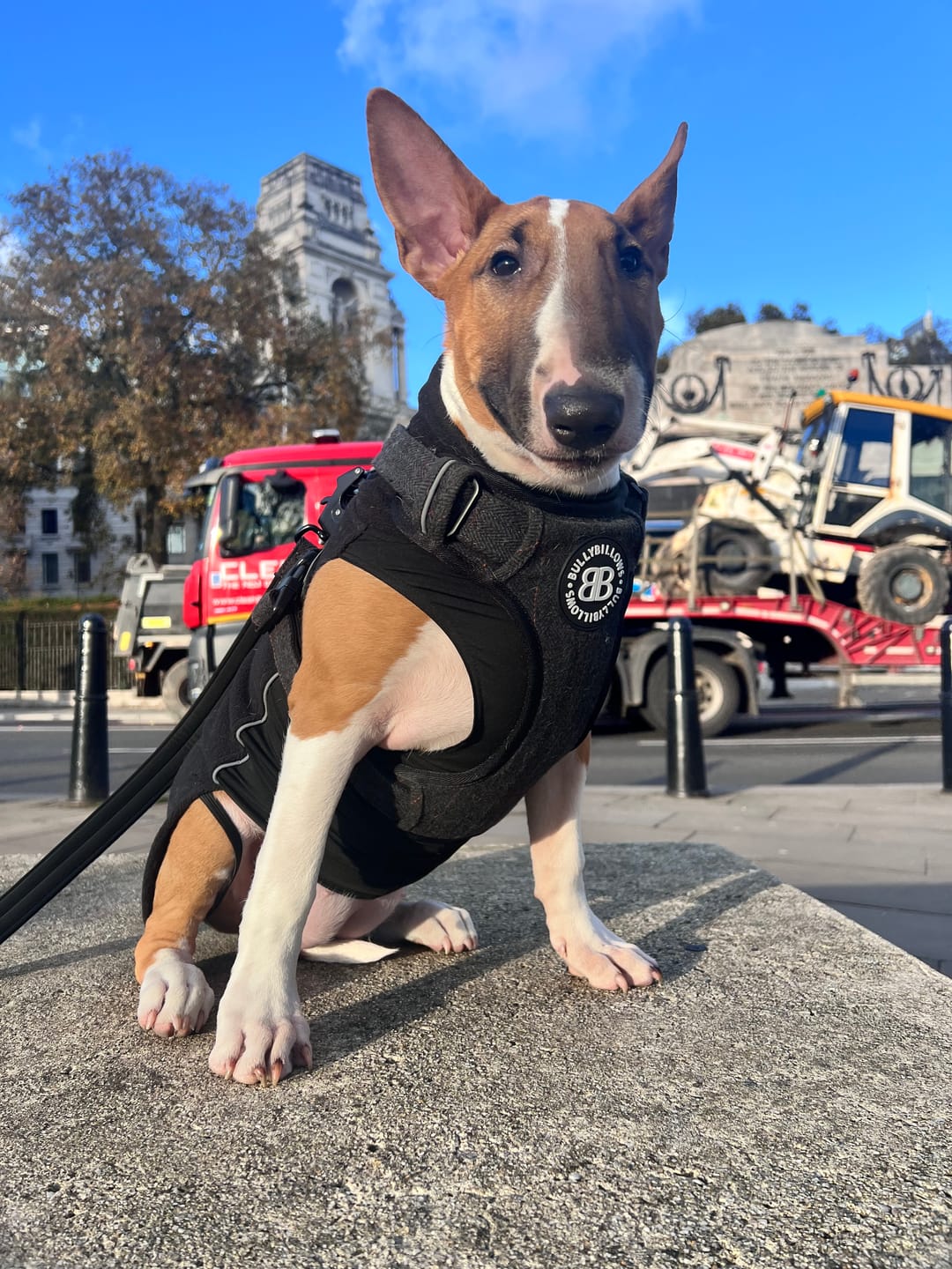 Customer photo review of 1.2m Tweed Mini Combat Lead | Secure Clip -  Charcoal Black