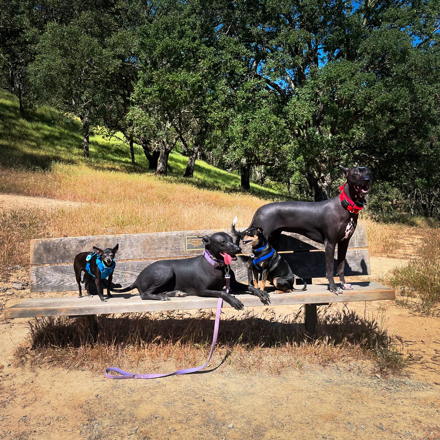 Customer photo review of Grab & Go Combo Beef, Turkey & Pork 30 lbs