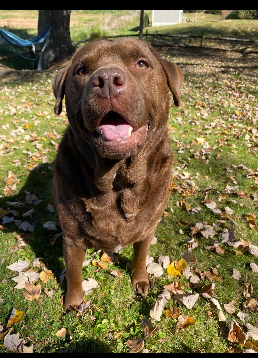 Customer photo review of Dog & Cat Weight Loss & Hypothyroid Support Remedy